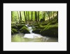 Moss covered rocks in Monbach Creek in the Black Forest by Anonymous