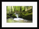 Moss covered rocks in Monbach Creek in the Black Forest by Anonymous