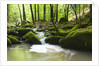 Moss covered rocks in Monbach Creek in the Black Forest by Anonymous