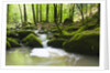 Moss covered rocks in Monbach Creek in the Black Forest by Anonymous