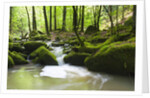 Moss covered rocks in Monbach Creek in the Black Forest by Anonymous