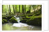 Moss covered rocks in Monbach Creek in the Black Forest by Anonymous