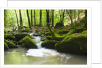 Moss covered rocks in Monbach Creek in the Black Forest by Anonymous
