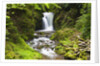 Geroldsauer Waterfall in Grobbach Valley in the Black Forest by Anonymous