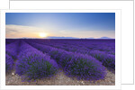 Lavender field in bloom at sunrise by Anonymous