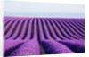 Lavender field in bloom by Anonymous