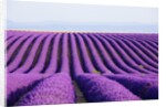 Lavender field in bloom by Anonymous