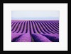 Lavender field in bloom by Anonymous