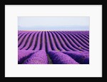 Lavender field in bloom by Anonymous