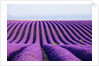 Lavender field in bloom by Anonymous