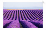 Lavender field in bloom by Anonymous