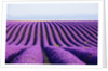 Lavender field in bloom by Anonymous