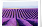 Lavender field in bloom by Anonymous