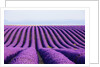 Lavender field in bloom by Anonymous