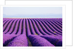 Lavender field in bloom by Anonymous
