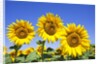 Sunflowers ready for harvest by Anonymous