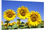 Sunflowers ready for harvest by Anonymous