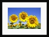 Sunflowers ready for harvest by Anonymous
