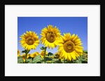 Sunflowers ready for harvest by Anonymous