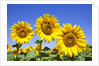 Sunflowers ready for harvest by Anonymous