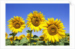 Sunflowers ready for harvest by Anonymous