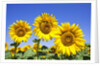 Sunflowers ready for harvest by Anonymous