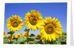 Sunflowers ready for harvest by Anonymous