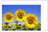Sunflowers ready for harvest by Anonymous