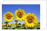 Sunflowers ready for harvest by Anonymous