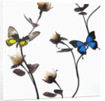 Butterflies with flowers by Anonymous