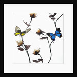 Butterflies with flowers by Anonymous