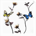 Butterflies with flowers by Anonymous
