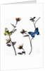 Butterflies with flowers by Anonymous