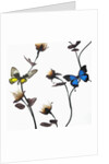 Butterflies with flowers by Anonymous