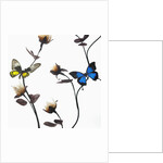 Butterflies with flowers by Anonymous