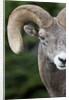Bighorn ram (Ovis canadensis), Logan Pass, Glacier National Park, Montana. by Anonymous