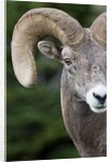 Bighorn ram (Ovis canadensis), Logan Pass, Glacier National Park, Montana. by Anonymous