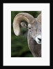 Bighorn ram (Ovis canadensis), Logan Pass, Glacier National Park, Montana. by Anonymous