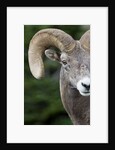 Bighorn ram (Ovis canadensis), Logan Pass, Glacier National Park, Montana. by Anonymous