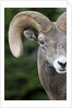 Bighorn ram (Ovis canadensis), Logan Pass, Glacier National Park, Montana. by Anonymous