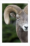 Bighorn ram (Ovis canadensis), Logan Pass, Glacier National Park, Montana. by Anonymous
