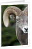 Bighorn ram (Ovis canadensis), Logan Pass, Glacier National Park, Montana. by Anonymous