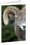 Bighorn ram (Ovis canadensis), Logan Pass, Glacier National Park, Montana. by Anonymous