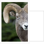 Bighorn ram (Ovis canadensis), Logan Pass, Glacier National Park, Montana. by Anonymous