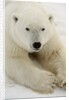 Polar bear (Ursus maritimus) by Anonymous
