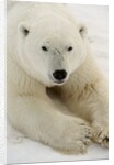 Polar bear (Ursus maritimus) by Anonymous