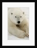 Polar bear (Ursus maritimus) by Anonymous