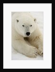 Polar bear (Ursus maritimus) by Anonymous