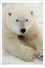 Polar bear (Ursus maritimus) by Anonymous