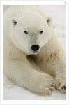 Polar bear (Ursus maritimus) by Anonymous